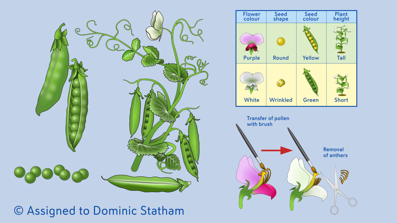 Book Illustrations - Peas ©Dominic Statham