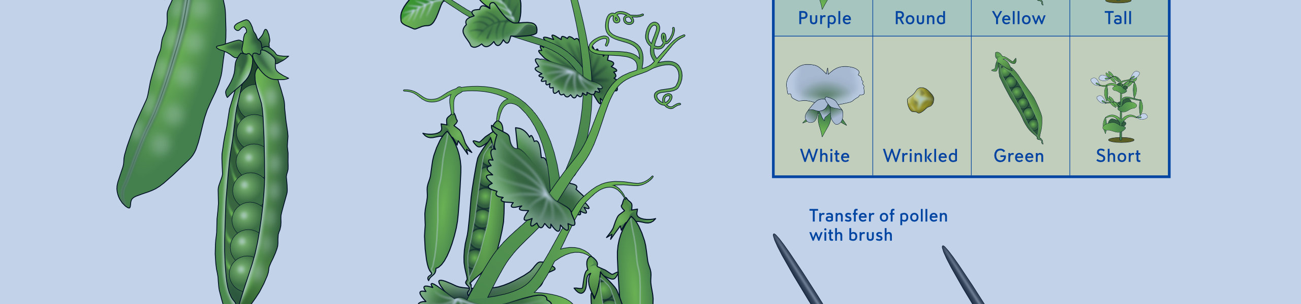 Book Illustrations - Peas header ©KCM