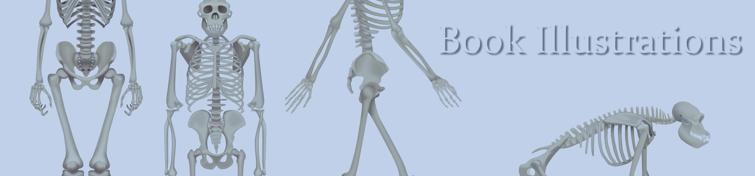 Illustrations Skeletons © Dominic Statham header