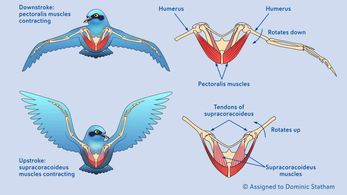 KCM Bird Skeleton Illustration © Dominic Statham