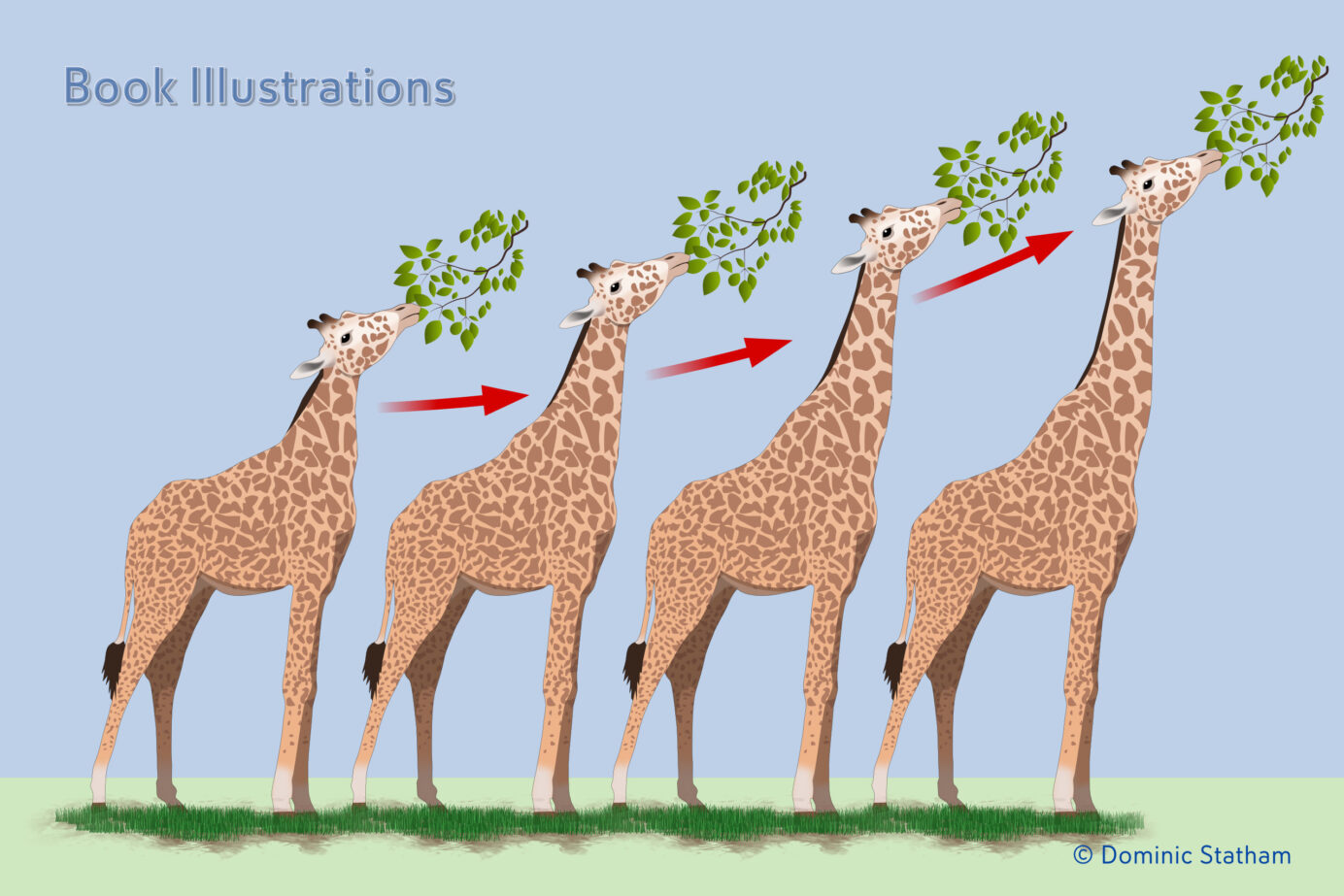 KCM Giraffes illustration © Dominic Statham