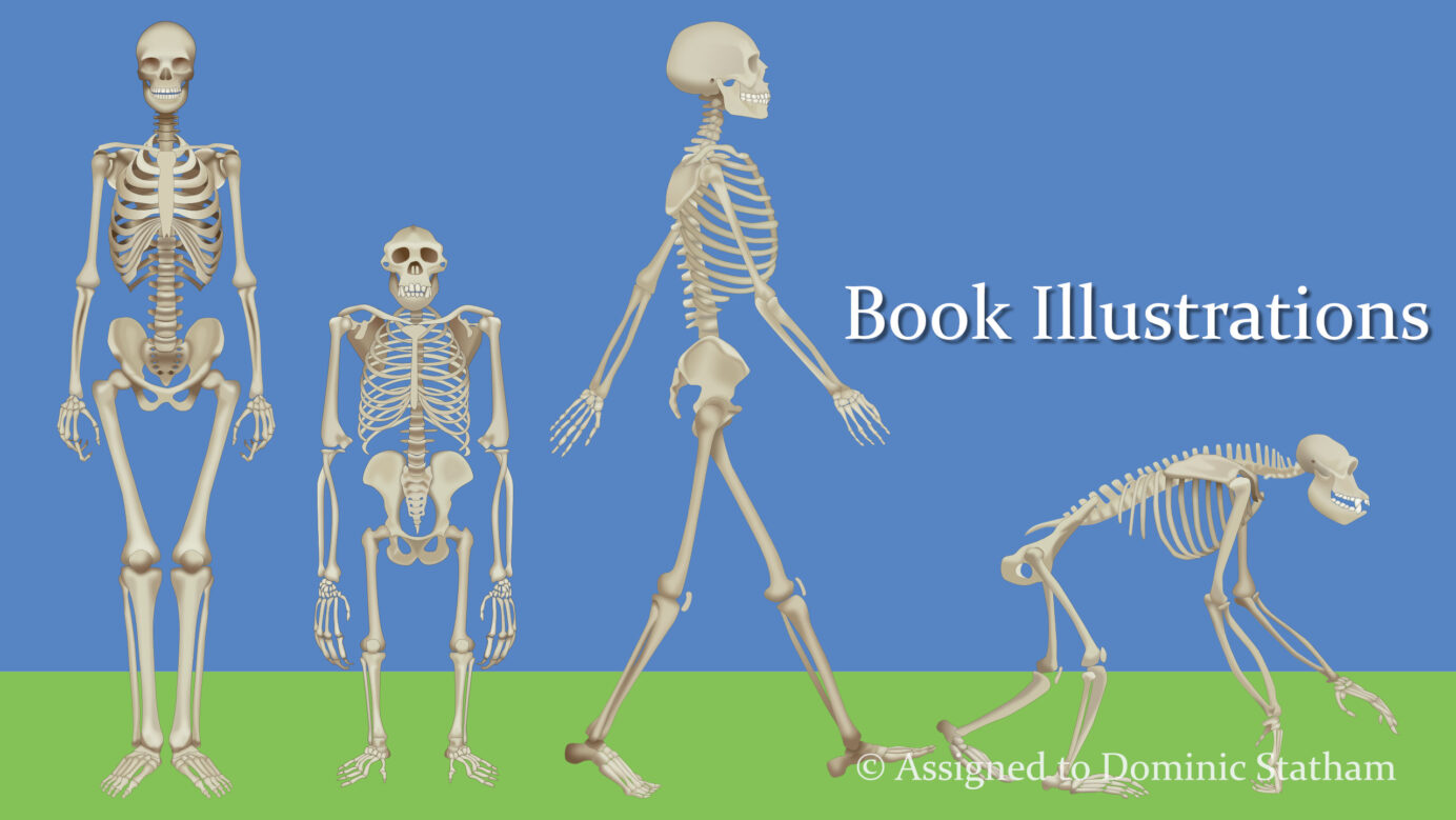 Illustrations Skeletons © Dominic Statham