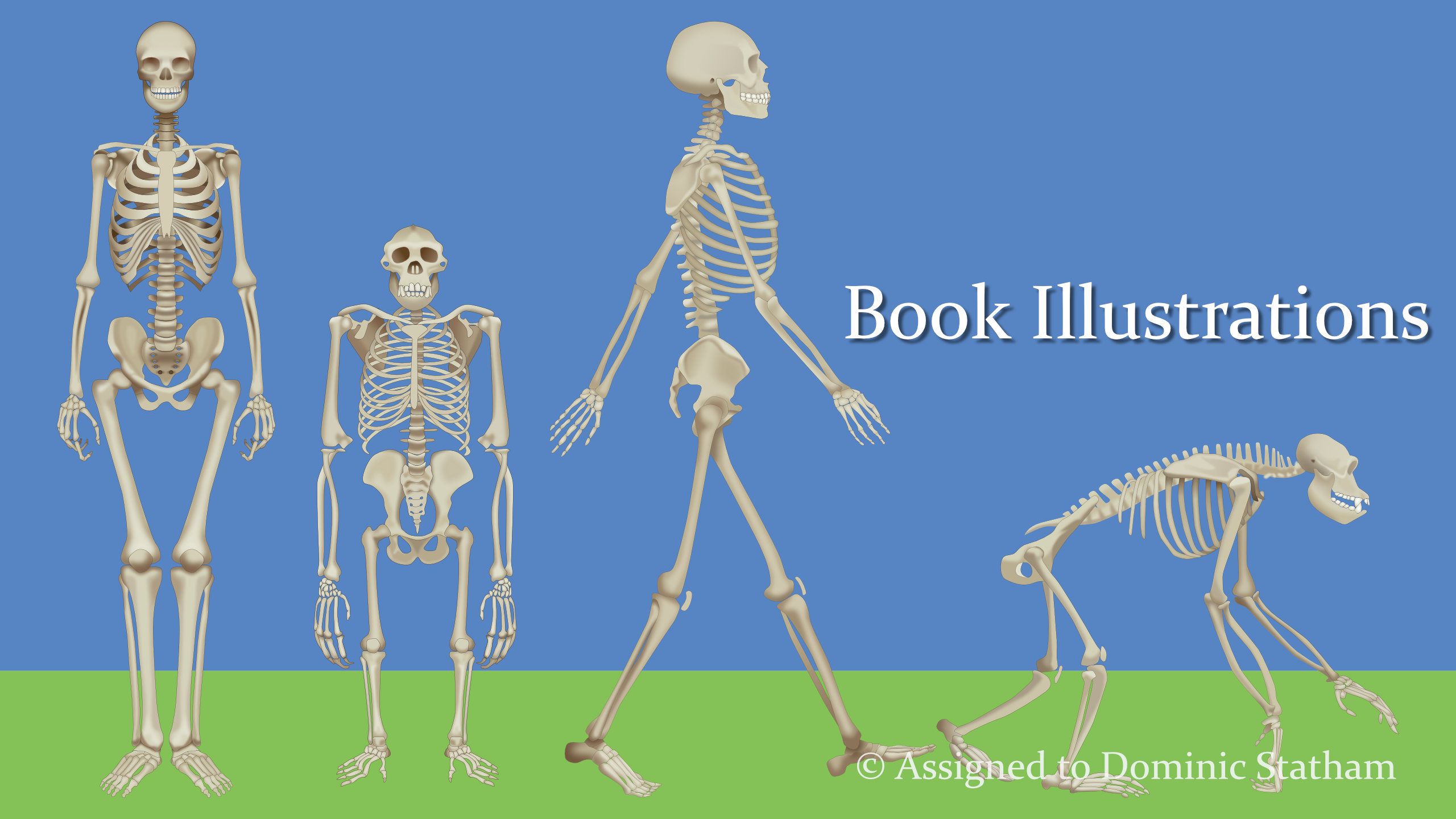 Featured image for “Book Illustrations – Skeletons”