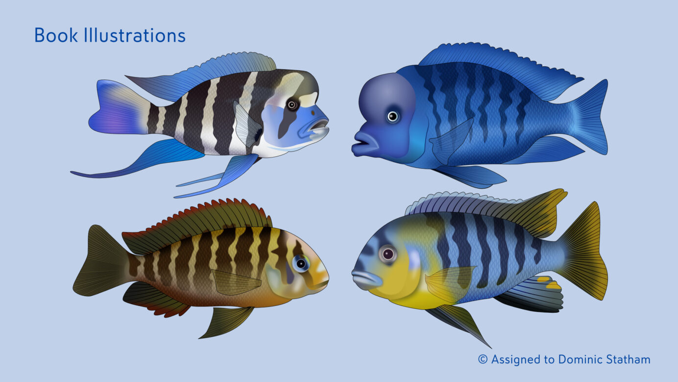 KCM Illustrations Chiclids © Dominic Statham