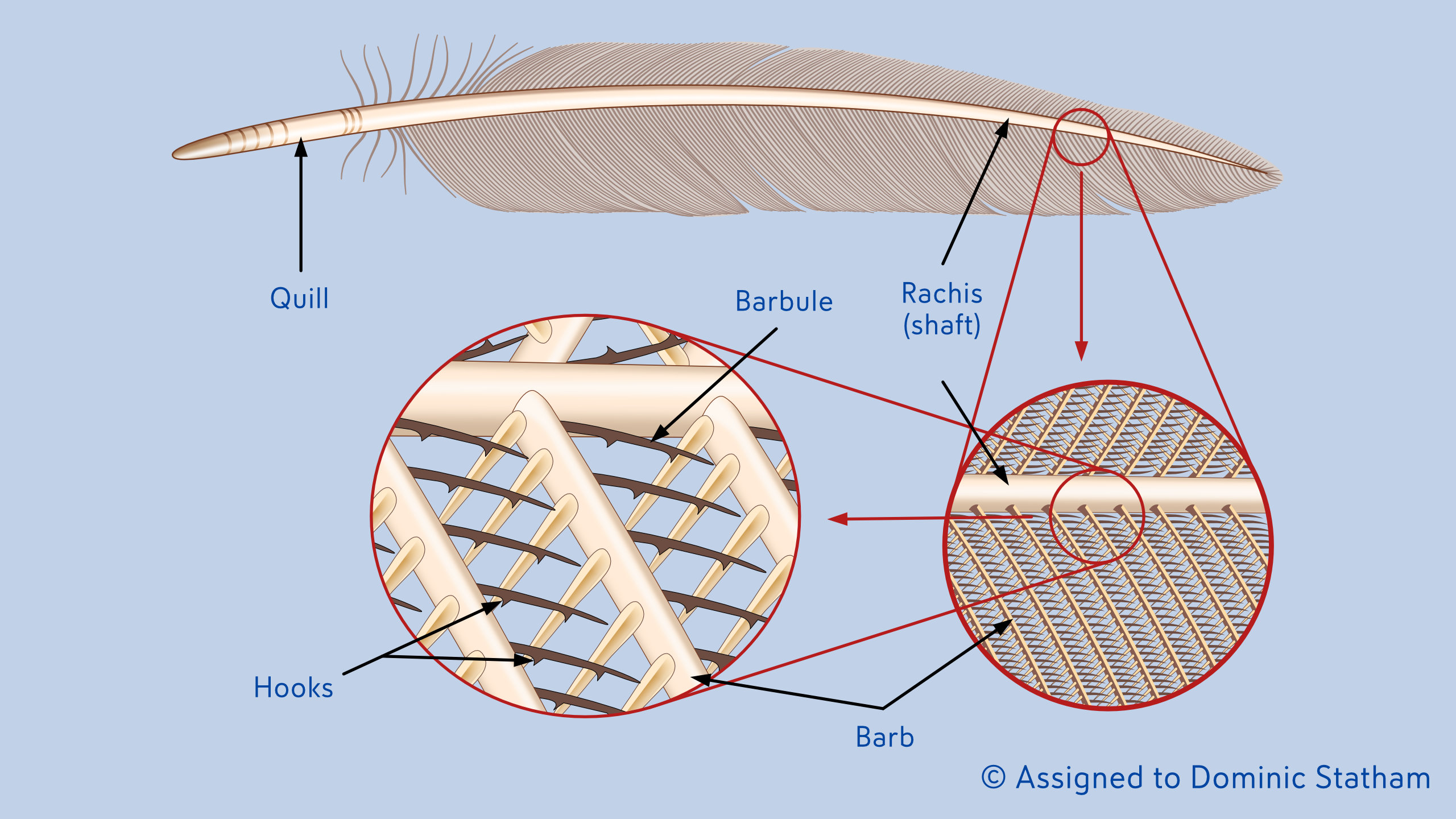 Featured image for “Book Illustrations – Feather”
