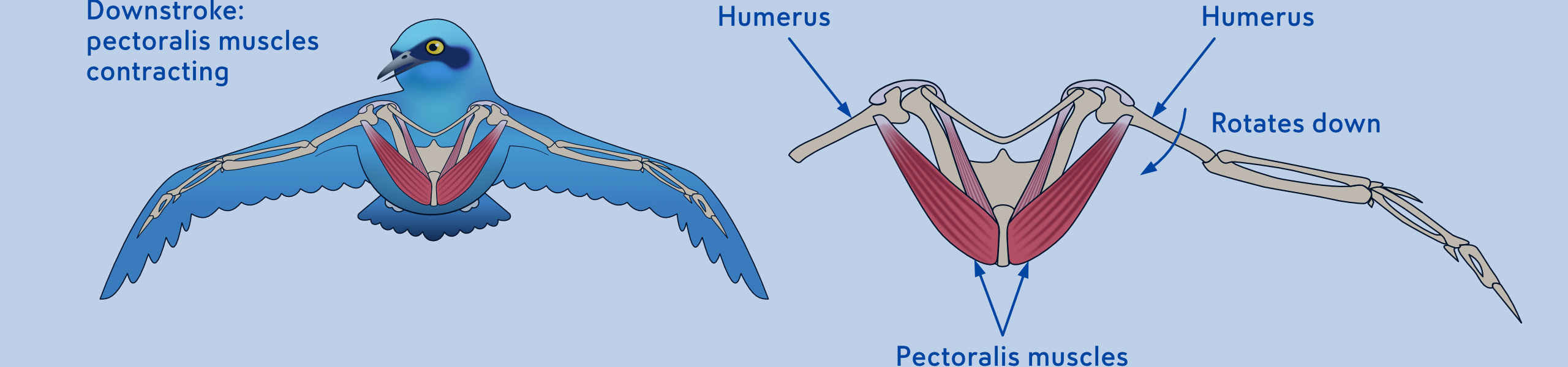 bird skeleton header ©KCM